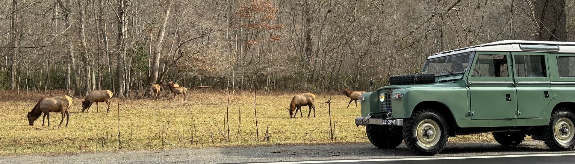 A green vehicle parked beside a field with grazing elk and sparse trees in the background.